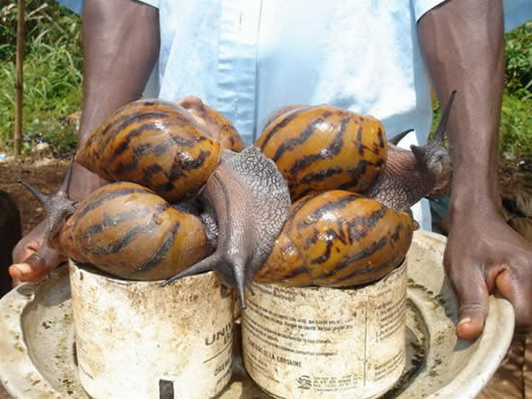  Giant African Snail หอยทากยักษ์แอฟริกา