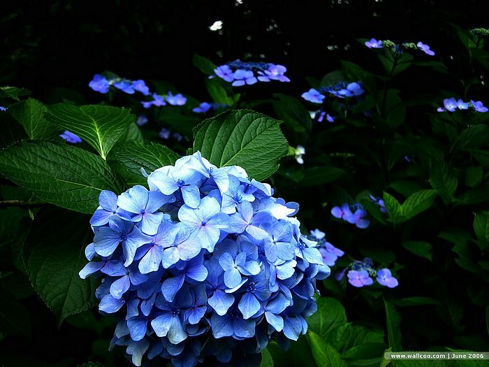 ดอก..Hydrangea...