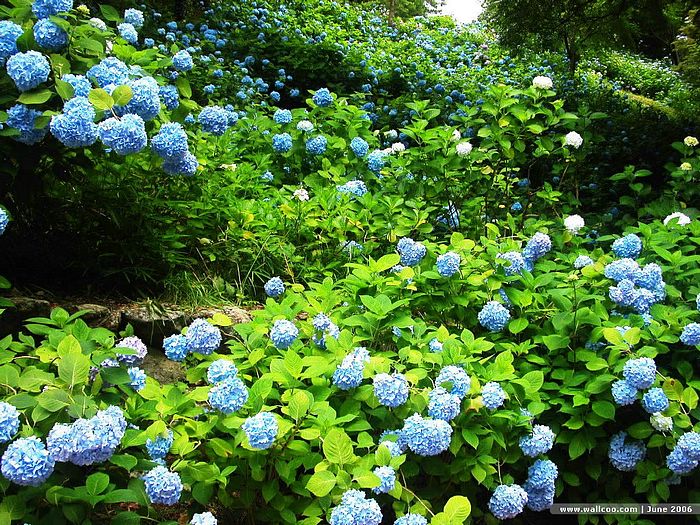 ดอก..Hydrangea...