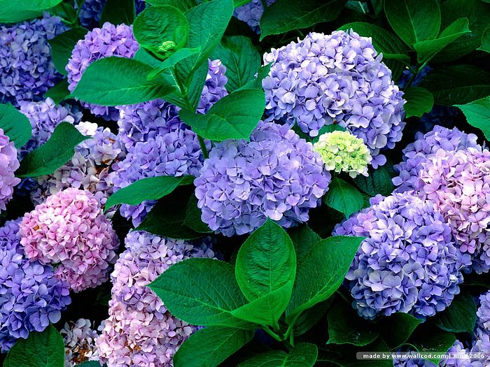 ดอก..Hydrangea...