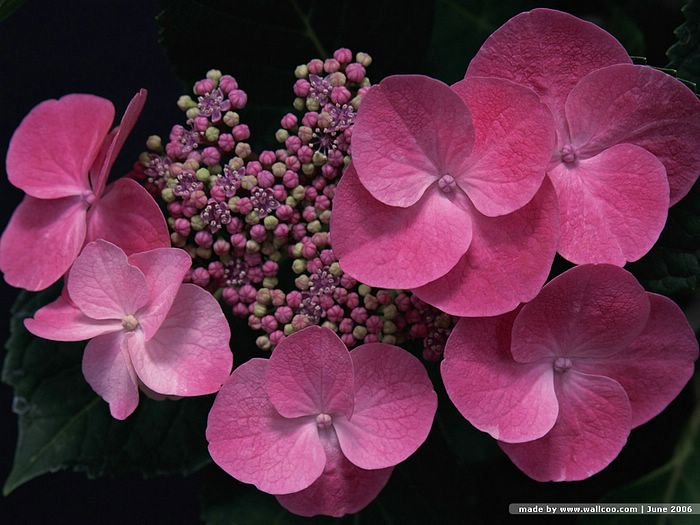 ดอก..Hydrangea...