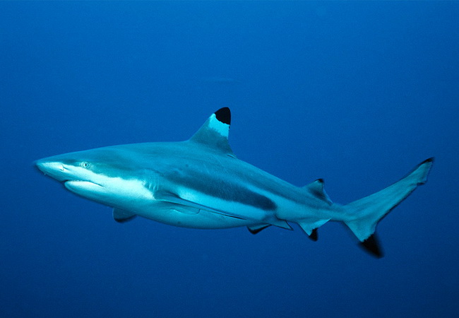 ปลาฉลามครีบดำ (Blacktip reef shark)