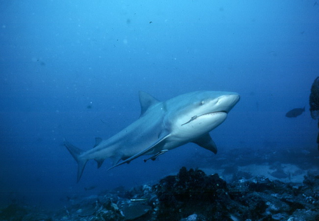 ปลาฉลามหัวบาตร (Bull shark)