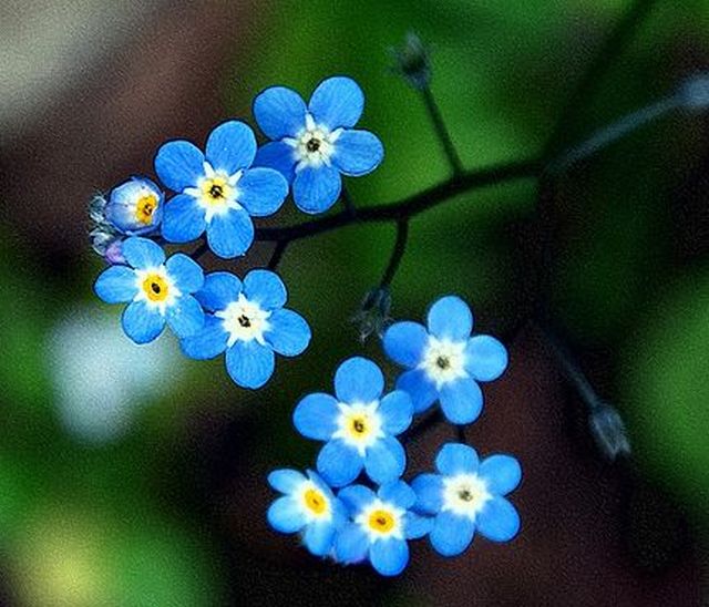 forget-me-not