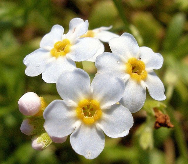 forget-me-not